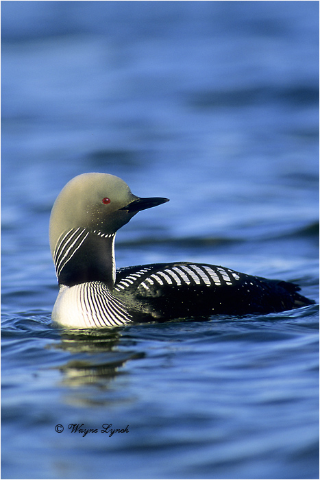 Pacific Loon 103 by Dr. Wayne Lynch &copy;